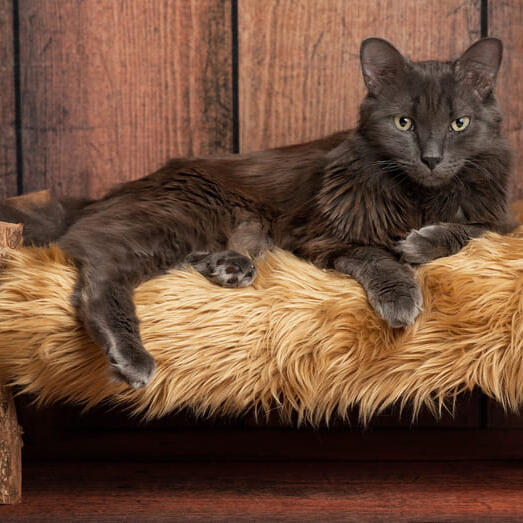 Nebelung Cat Breed Information Purina